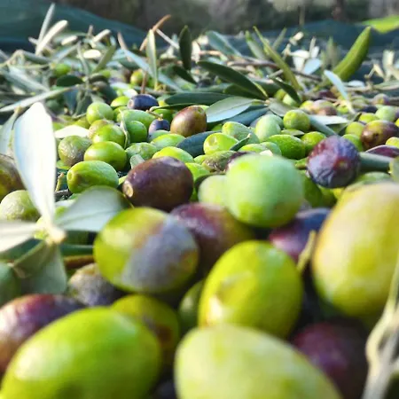 酒店 Touring 罗迪-加尔加尼科