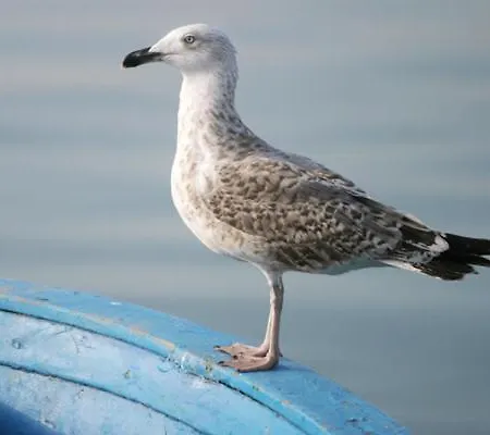 Touring Hotel Rodi Garganico